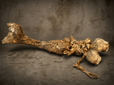 Fiji Mermaid