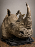 White Rhino