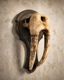 Walrus Skull Mount
