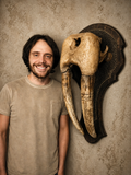 Walrus Skull Mount